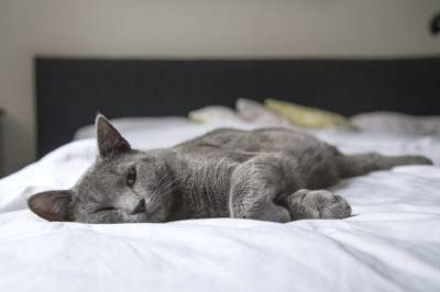 Терапевт Звонков перечислил способы борьбы с аллергией на кошек
