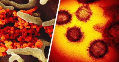 Суперзаразный вариант коронавируса, обнаруженный учеными, встревожил туризм