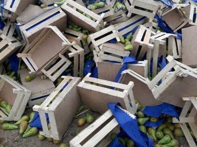 «Враг не прошел»: в Псковской области раздавили бульдозером 20 тонн санкционных груш (видео)