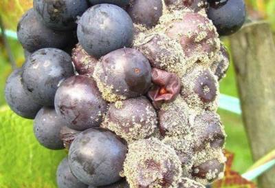 Серая гниль на винограде: как выглядит, как бороться, препараты