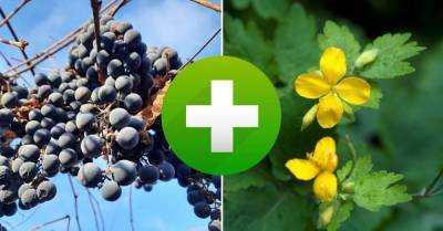 Что посадить рядом с виноградом, чтобы обильные гроздья тяжело свисали