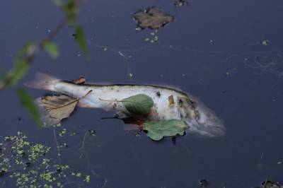 Причины гибели лягушек и рыбы в Хабаровске определят эксперты