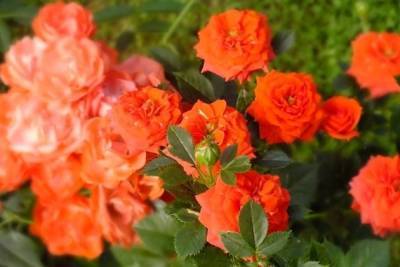 Цветение роз началось в Забайкальском ботаническом саду