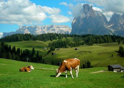 В Швейцарии расследуют массовое самоубийство коров