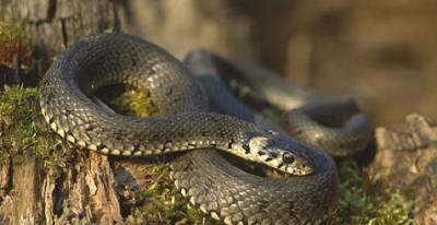 В Днепре 12 змей пытались заползти в ресторан – что делать, если встретил змею - ТЕЛЕГРАФ