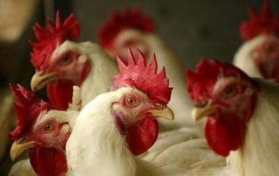 Из-за вспышки птичьего гриппа в Польше уничтожат миллионы птиц