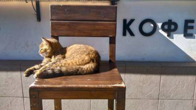 Необычные факты о кошках от крымского ветеринара