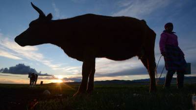 В Тульской области больше 70 коров погибли от истощения