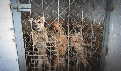 Пустой лай: почему Башкирии еще далеко до решения проблемы бродячих собак