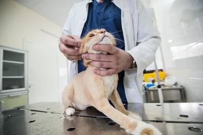 Московский ветеринар рассказал, что является важным при работе с животными