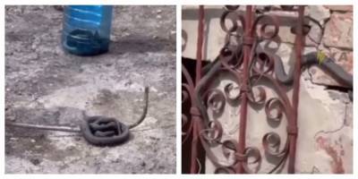 Харьковчане жалуются на нашествие змей, заползают в дома: жуткие кадры