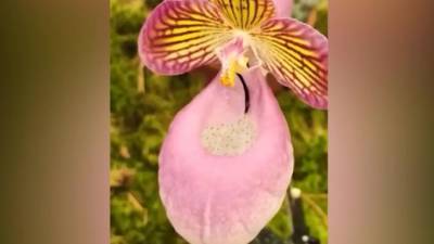 В Ботаническом саду показали, как шмель опыляет орхидею