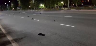 Видео: В Балаково по не понятной причине массово гибнут вороны