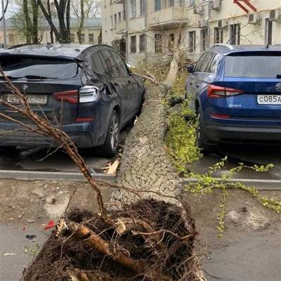 Шквалистый ветер повалил за сутки в Москве около 40 деревьев