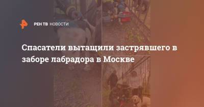 Спасатели вытащили застрявшего в заборе лабрадора в Москве