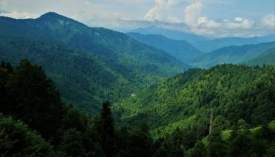 Зеленая страна: как Турция покрывает себя лесами