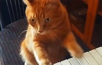 Видеохит: Кот научился играть на пианино и сам «создает» мелодии