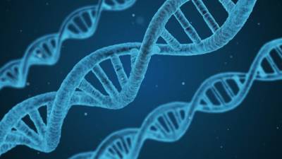 Радиационные повреждения ДНК не передаются по наследству