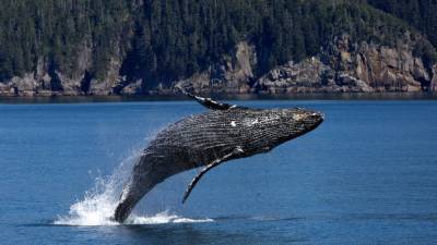 Канадские ученые наблюдали за китами и зафиксировали разрушение экосистемы Арктики
