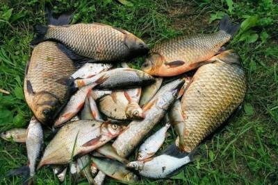 На реке Ик в Татарстане задержали браконьеров с рыбой и снастями