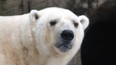 Китайские аналитики рассказали, почему Запад отталкивает "белого медведя"