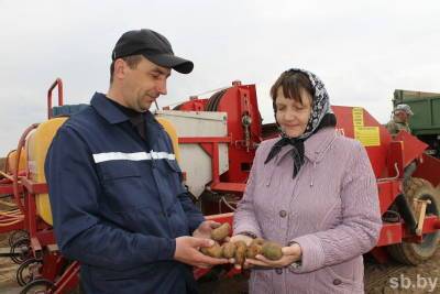 В прогретые борозды. Сельхозорганизации Берестовицкого района приступили к посадке картофеля