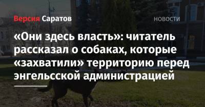 «Они здесь власть»: читатель рассказал о собаках, которые «захватили» территорию перед энгельсской администрацией