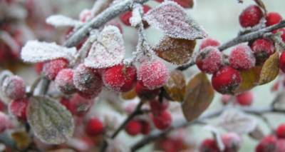 Заморозки до минус 5 градусов ожидаются в Луганске ночью и утром 25-28 апреля