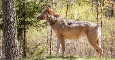 В Словакии вводят уголовную ответственность за убийство волков
