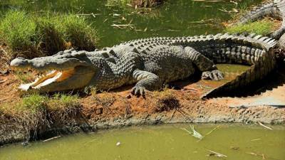 Крокодил стал "звездой" сети благодаря странной манере передвигаться (видео)