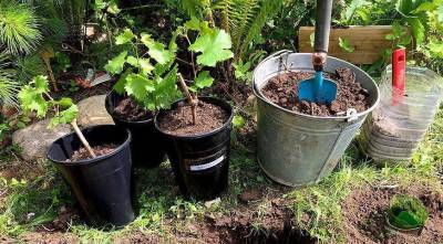 Экспресс-метод посадки винограда для ленивых
