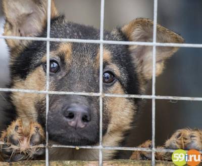 В Перми будут работать 5 бригад по отлову безнадзорных собак
