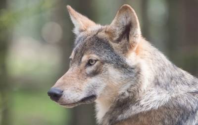 В Словакии за убийство волков будут сажать в тюрьму - korrespondent.net - Словакия