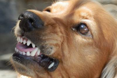 Чаще всего в Бурятии на людей нападают собаки с владельцами