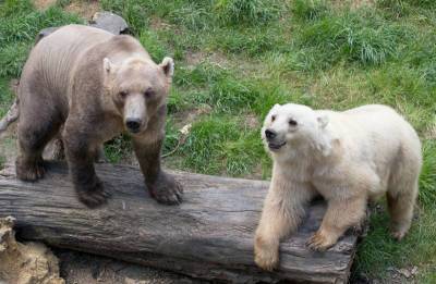 Пизли: По Арктике бродят странные гибриды медведей