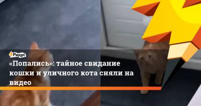 «Попались»: тайное свидание кошки и уличного кота сняли на видео