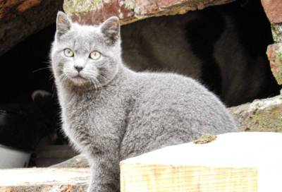 Сотрудники парка «Монрепо» в Выборге рассказали о непростой судьбе местных кошек