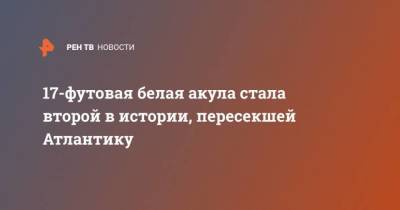 17-футовая белая акула стала второй в истории, пересекшей Атлантику