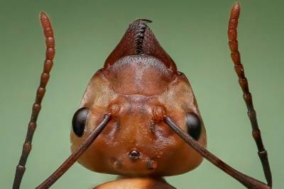 Самый опасный муравей в мире