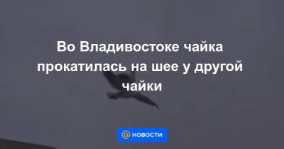 Во Владивостоке чайка прокатилась на шее у другой чайки