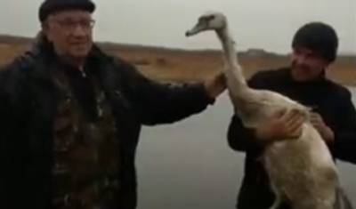 В Башкирии экоактивисты выпустили в водоем двух лебедей, спасенных зимой