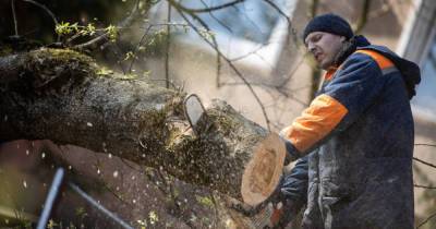 Калининградцам предложили бесплатно забрать спиленные на субботнике деревья