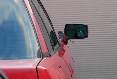 Пример истинного нарциссизма: житель Соснового Бора запечатлел самовлюбленную трясогузку на своей машине