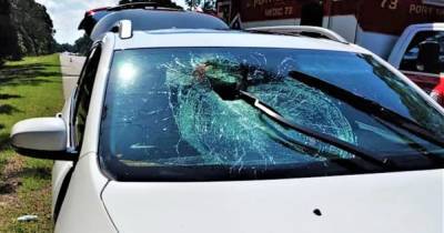 Баллистический снаряд. Во Флориде летящая черепаха пробила стекло едущего автомобиля