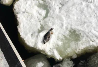 Со льдины в Выборгском заливе спасли еще одного тюлененка