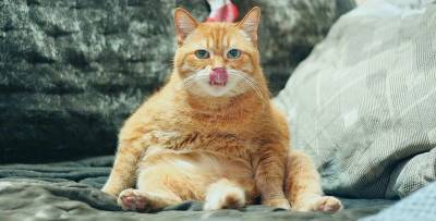 Смешные картинки, видео приколы с котиками 25 апреля, которые поднимут вам настроение - ТЕЛЕГРАФ