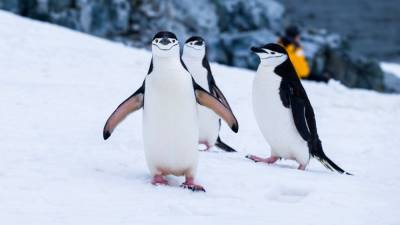 Всемирный день пингвинов: забавные фото от украинских исследователей Антарктиды