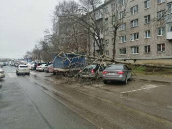 В Вологде порыв ветра обрушил ствол дерева на автомобили рядом с ТРЦ "Мармелад"