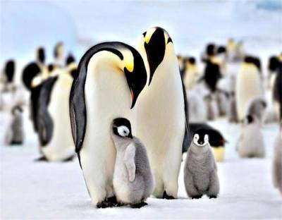 25 апреля - Всемирный День пингвинов (World Penguin Day)