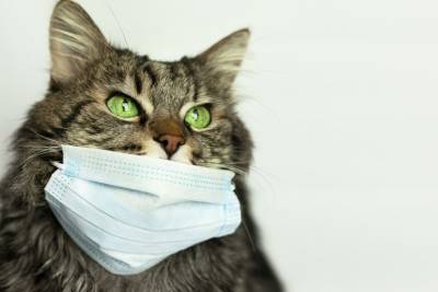 Зафиксированы случаи передачи коронавируса кошке от человека: какую угрозу это несет